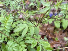 Polemonium reptans