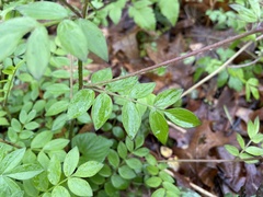 Polemonium reptans