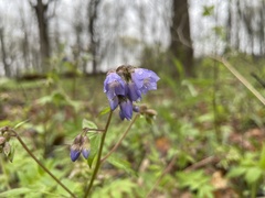 Polemonium reptans