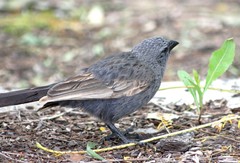 Struthidea cinerea cinerea