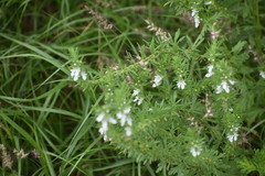 Teucrium cubense