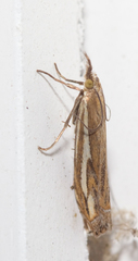 Crambus pratella