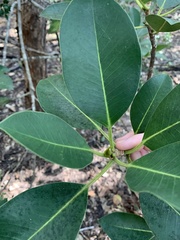 Ficus obliqua