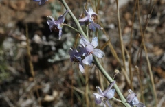 Delphinium parryi