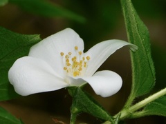 Philadelphus hirsutus