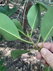Ficus obliqua