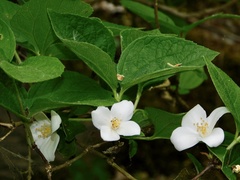 Philadelphus hirsutus