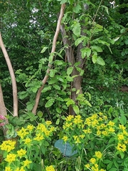 Hedlundia thuringiaca