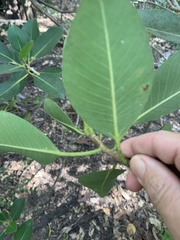 Ficus obliqua
