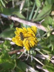 Halictus tumulorum