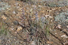 Delphinium parryi