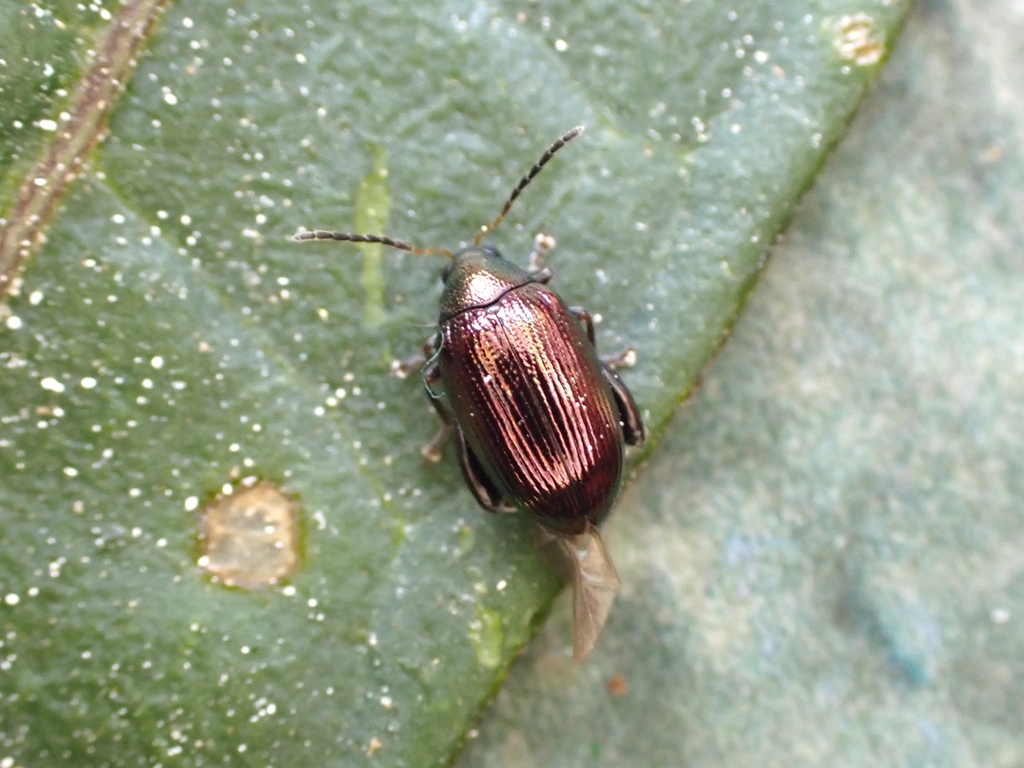 Psylliodes brettinghami