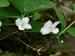 Philadelphus hirsutus