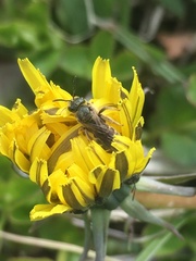 Halictus tumulorum