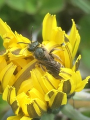 Halictus tumulorum
