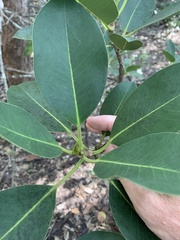 Ficus obliqua