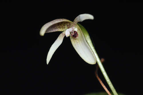 Pleurothallis acinaciformis