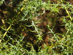 Ulex argenteus subsericeus
