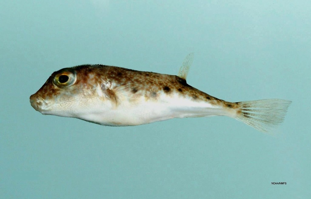 Least Puffer