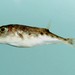 Least Puffer - Photo (c) NOAA Photo Library, some rights reserved (CC BY)