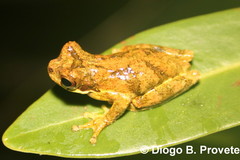 Dendropsophus microps
