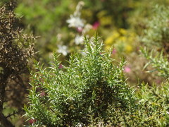 Ulex argenteus subsericeus