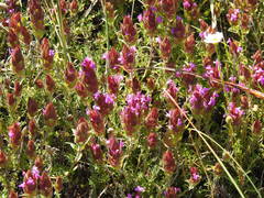 Thymus lotocephalus