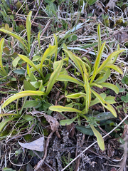 Falcaria vulgaris
