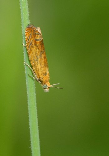 Red Piercer, Nationaal Park De Loonse En Drunense Duinen, NL-NB-TI, NL-NB, NL, photo 6 of 10