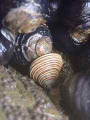 Calliostoma canaliculatum