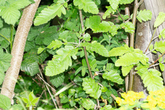 Hedlundia thuringiaca