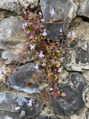 Cymbalaria muralis