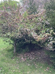 Malus sargentii