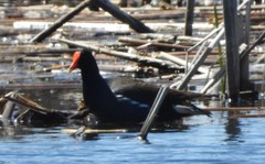 Gallinula galeata