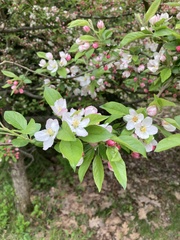 Malus sargentii