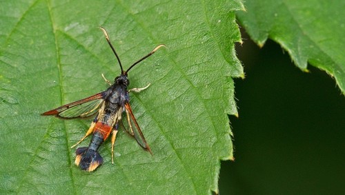 Red-tipped Clearwing Moth, Nationaal Park De Loonse En Drunense Duinen, NL-NB-TI, NL-NB, NL, photo 6 of 10