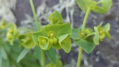 Euphorbia azorica