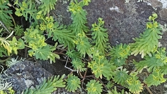 Euphorbia azorica