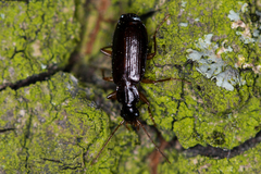 Dromius quadraticollis