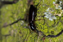 Dromius quadraticollis