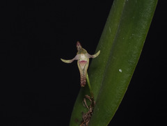 Pleurothallis anceps