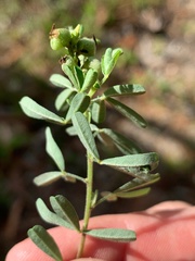 Crotalaria medicaginea