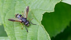Temnostoma bombylans