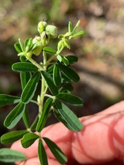 Crotalaria medicaginea