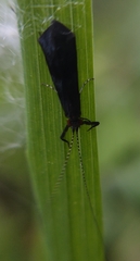 Mystacides azureus