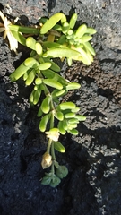 Spergularia azorica