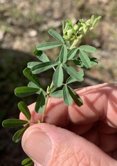 Crotalaria medicaginea