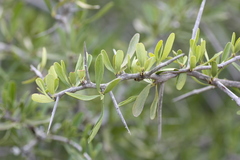 Gymnosporia polyacantha