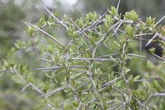 Gymnosporia polyacantha