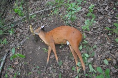 Cephalophorus natalensis